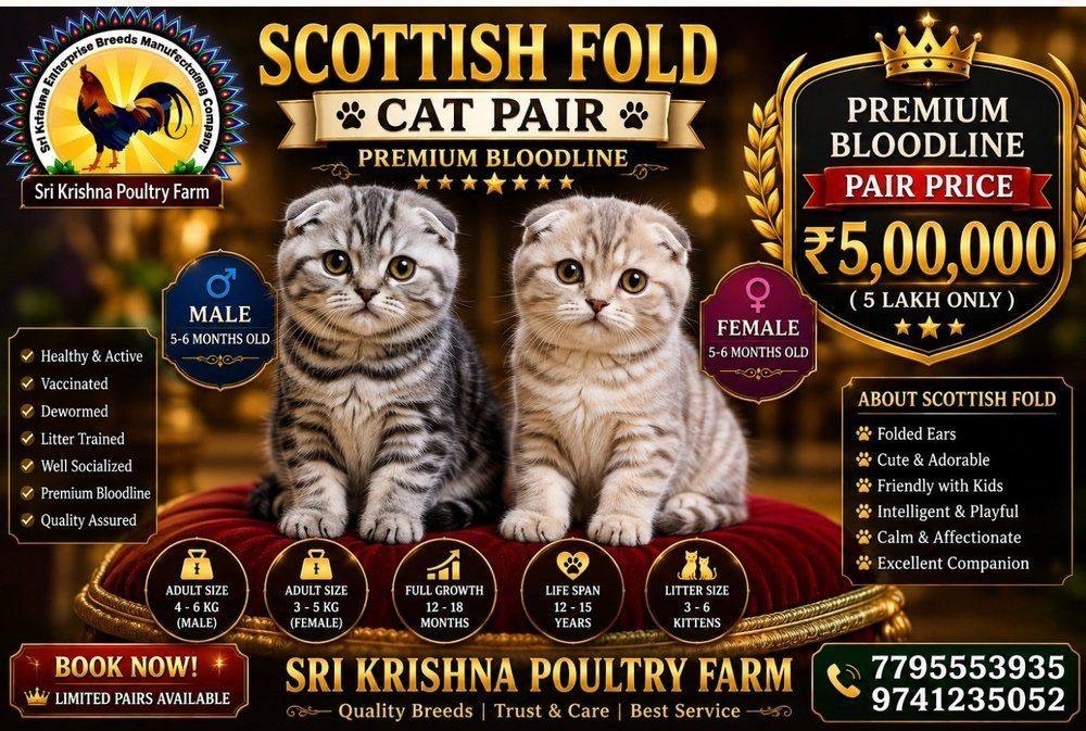 Scottish Fold
