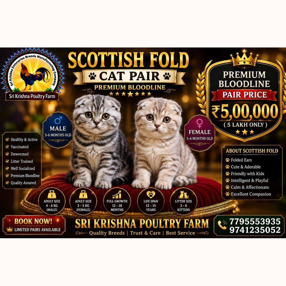 Scottish Fold