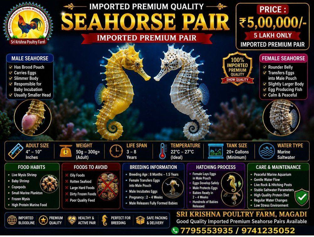 Seahorse