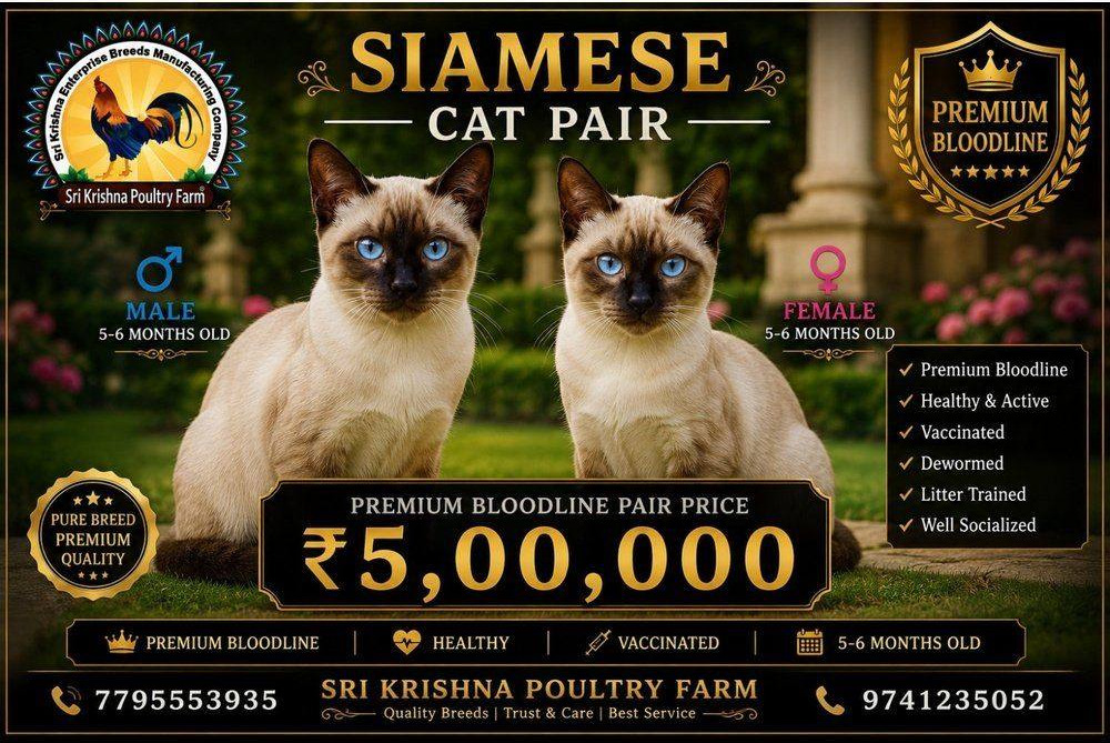 Siamese Cat
