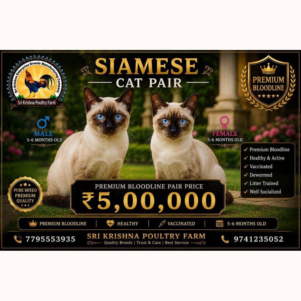 Siamese Cat