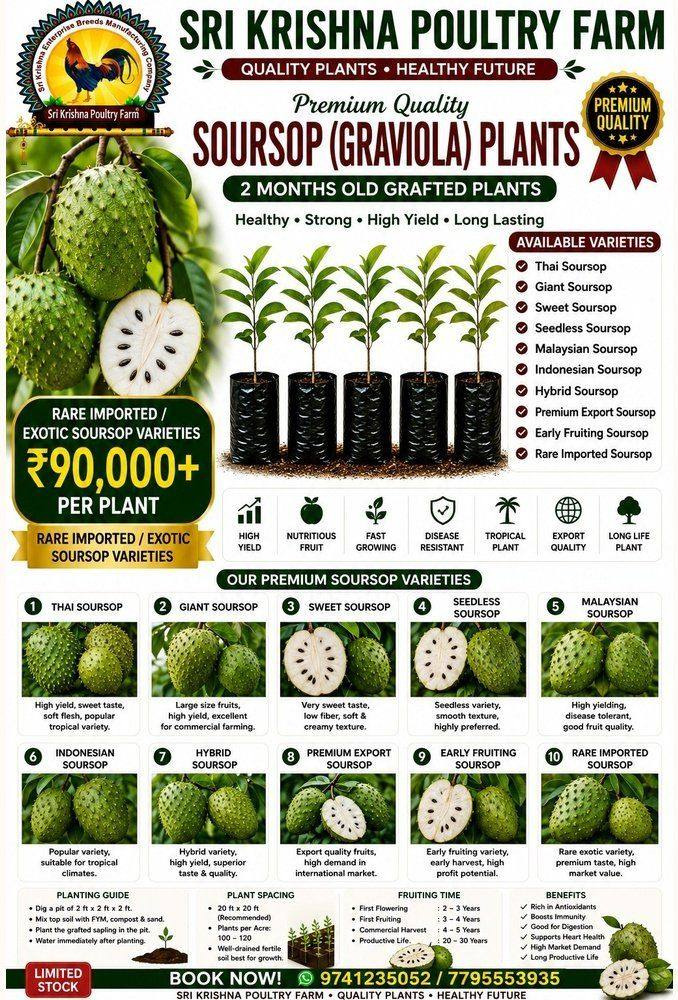 Soursop Plants