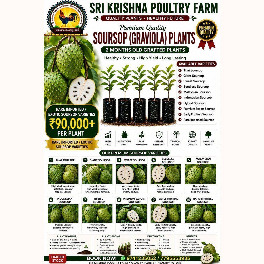 Soursop Plants