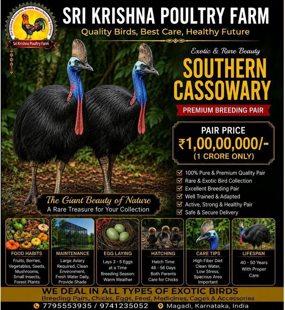 Southern Cassowary