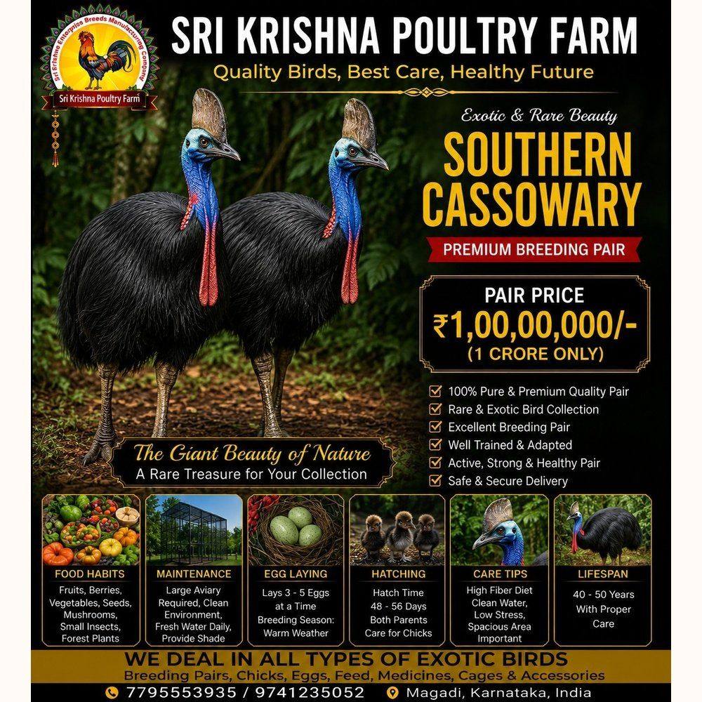 Southern Cassowary