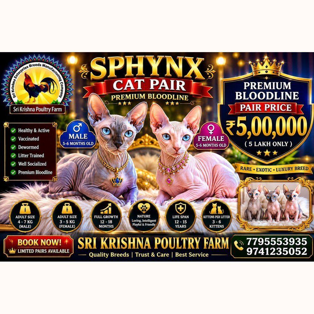 Sphynx Cat