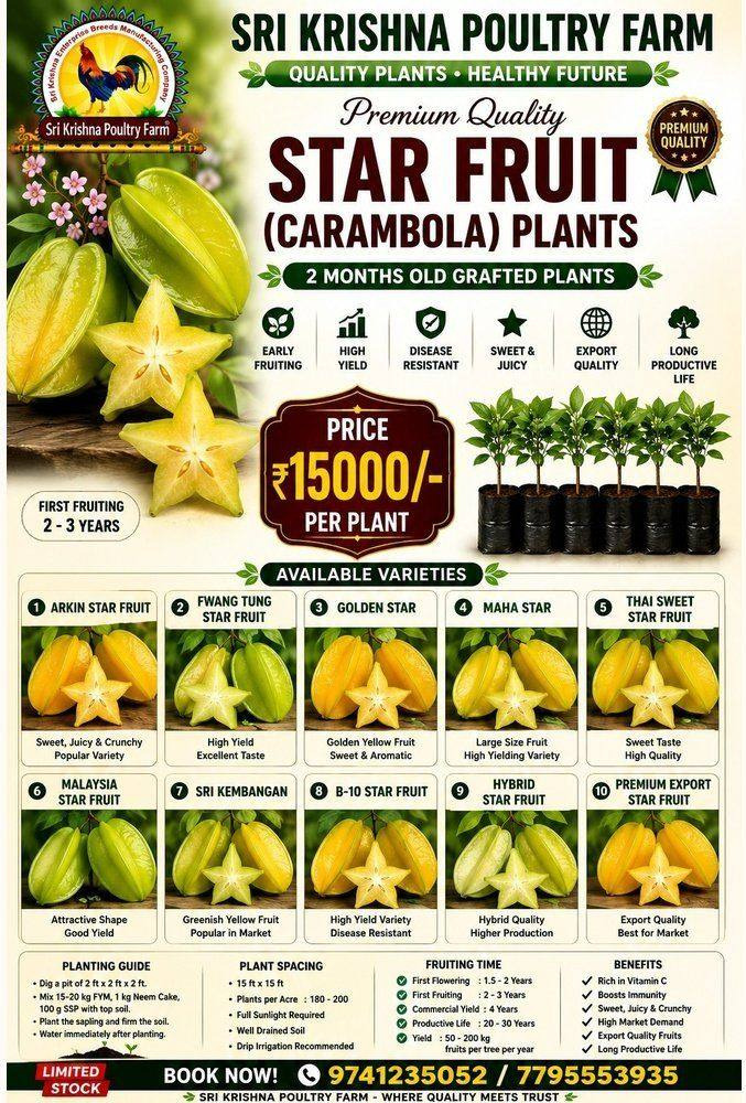 Star Fruit Plants