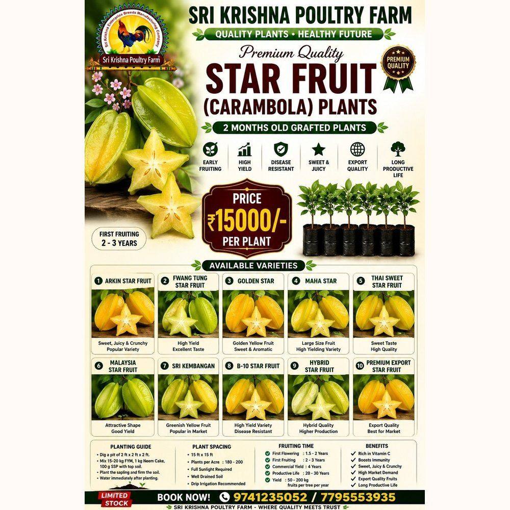 Star Fruit Plants