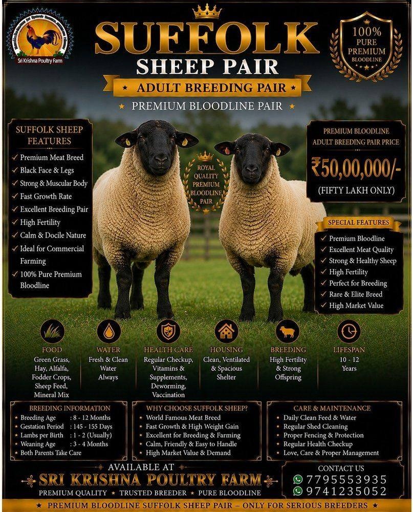 Suffolk Sheep