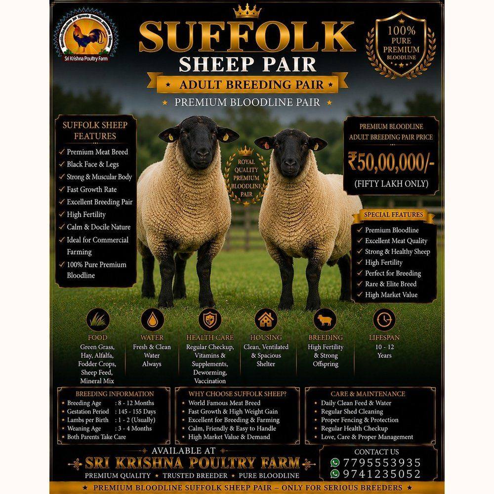 Suffolk Sheep