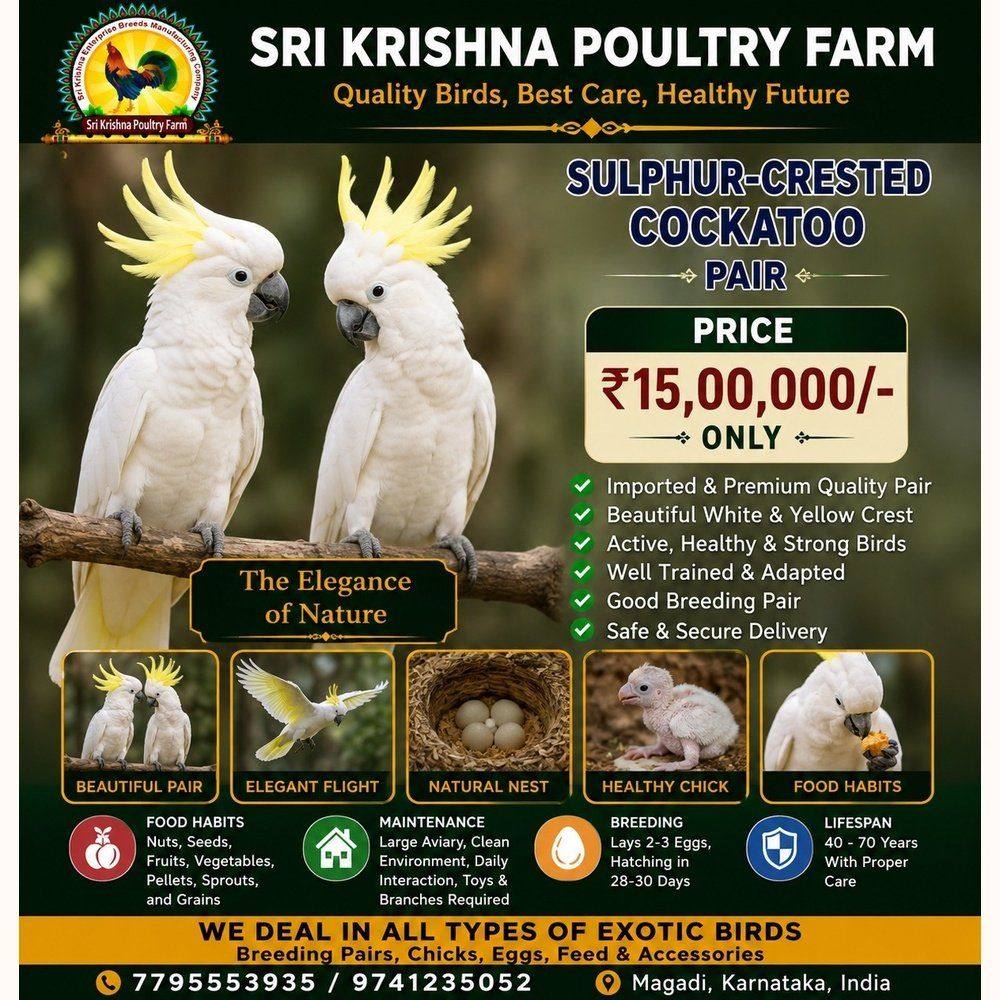 Sulphur-crested Cockatoo
