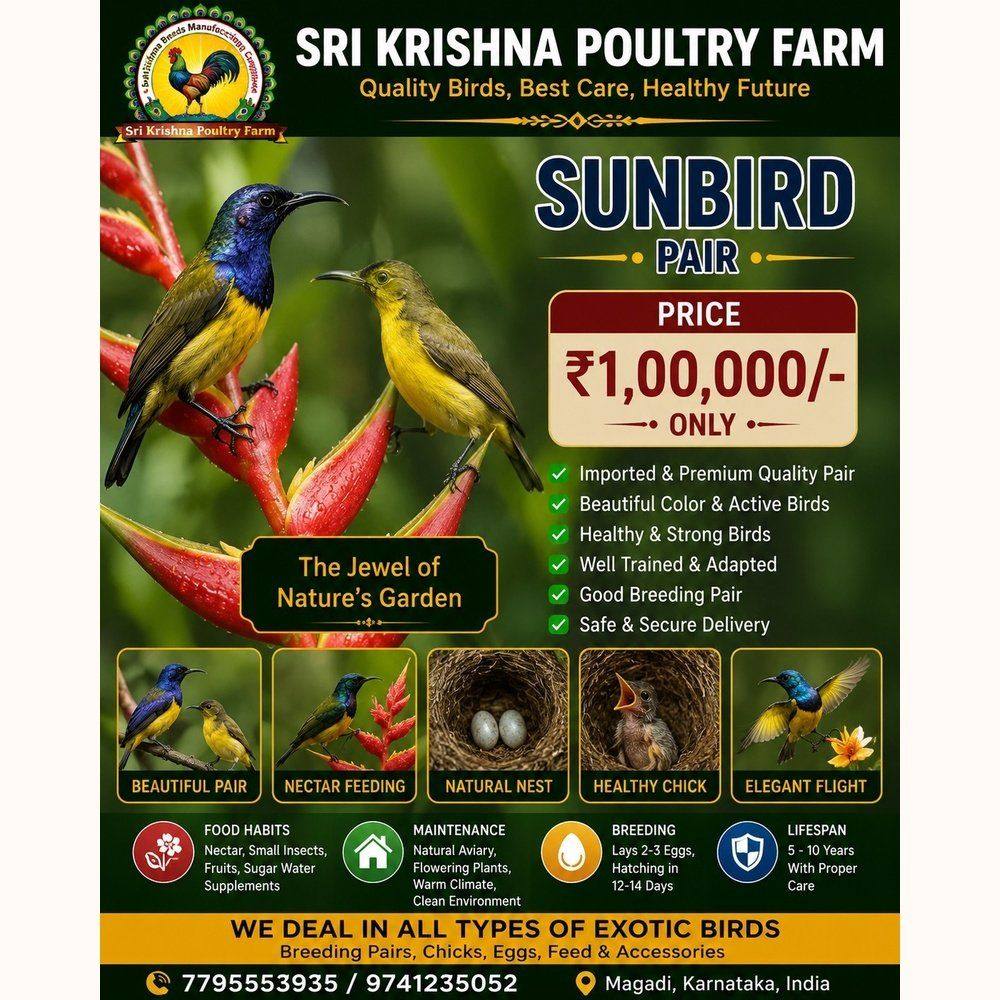 Sunbird