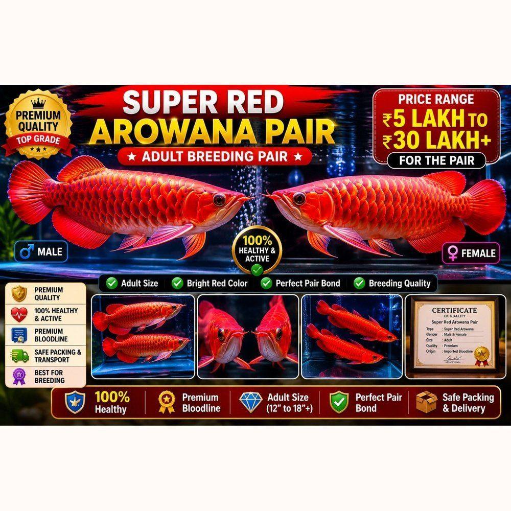 Super Red Arowana