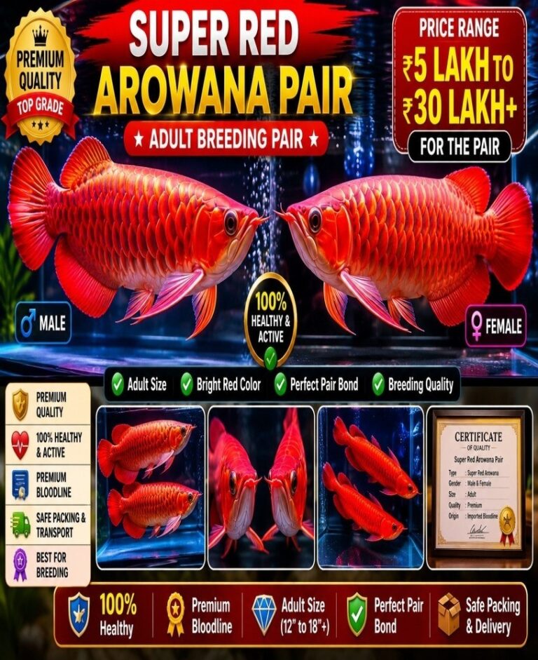Super Red Arowana