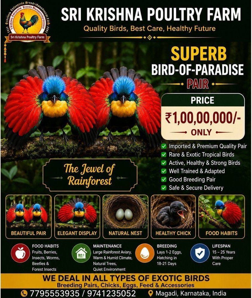 Superb Bird-of-Paradise