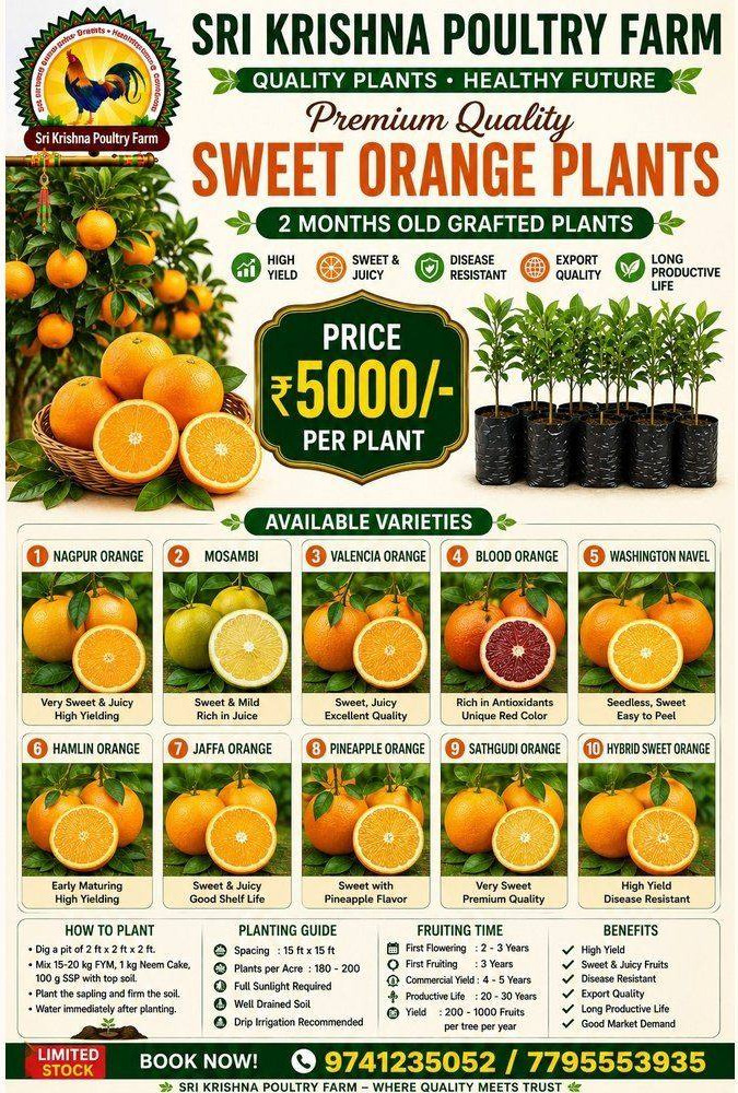 Sweet Orange Plants