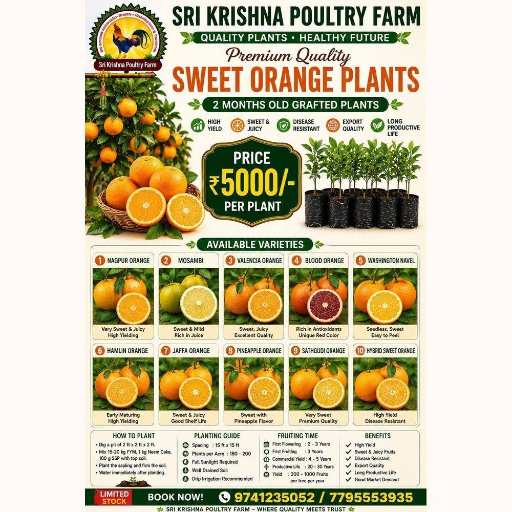 Sweet Orange Plants