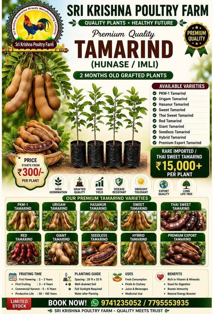 Tamarind Plants