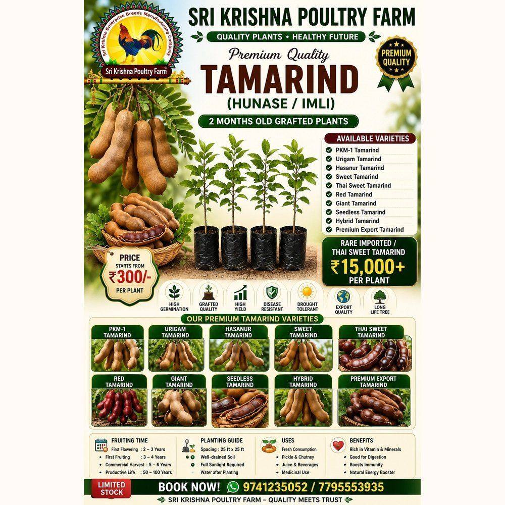 Tamarind Plants