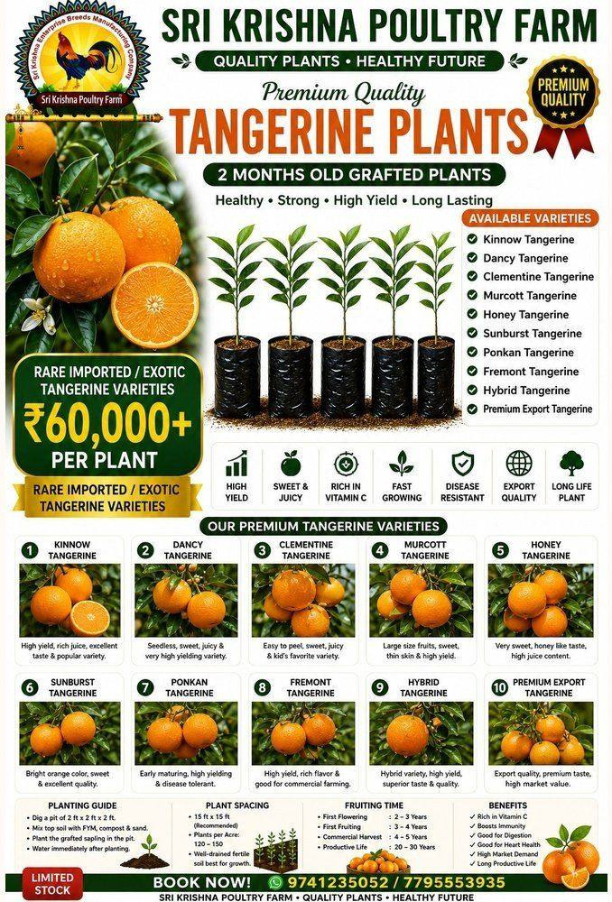 Tangerine Plants
