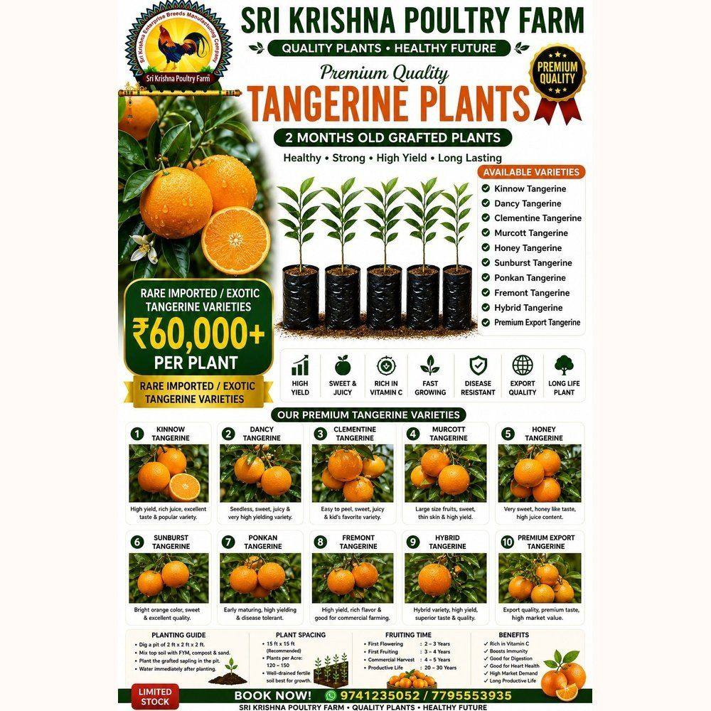 Tangerine Plants