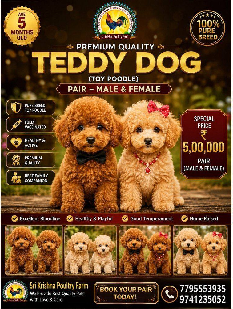 Teddy Dog
