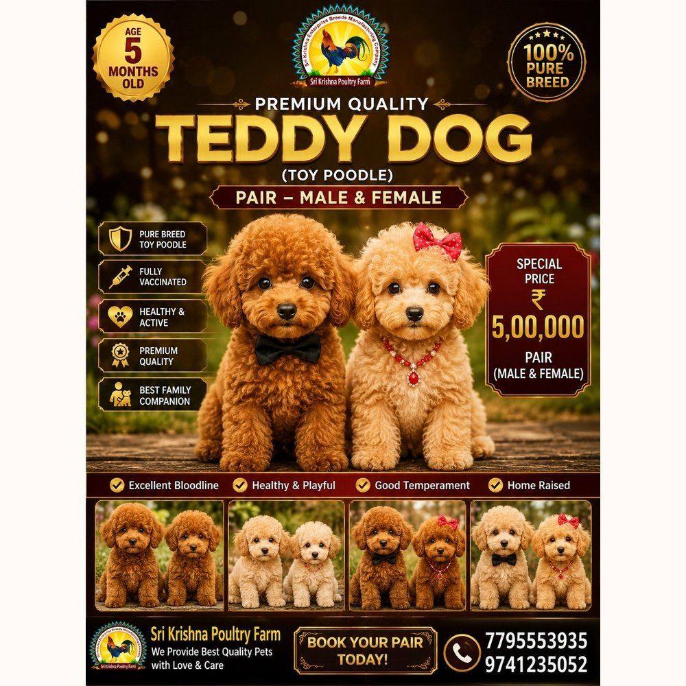 Teddy Dog