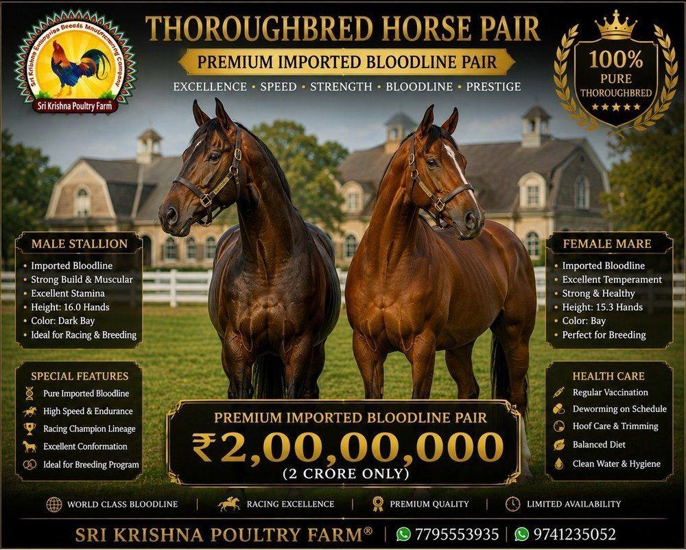 Thoroughbred