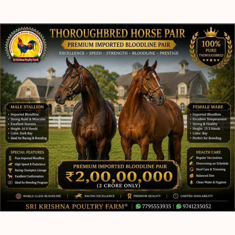 Thoroughbred