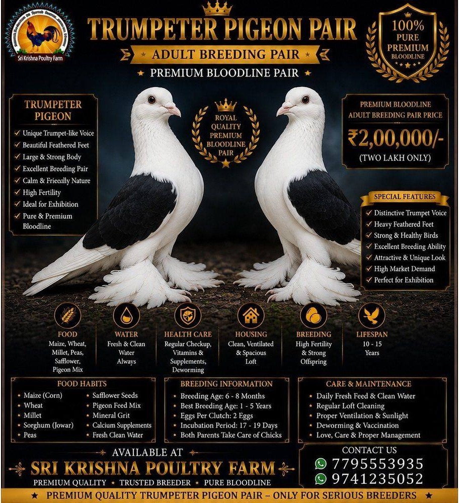 Trumpeter Pigeon