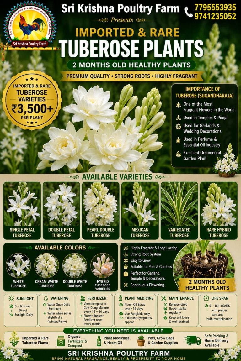Tuberose