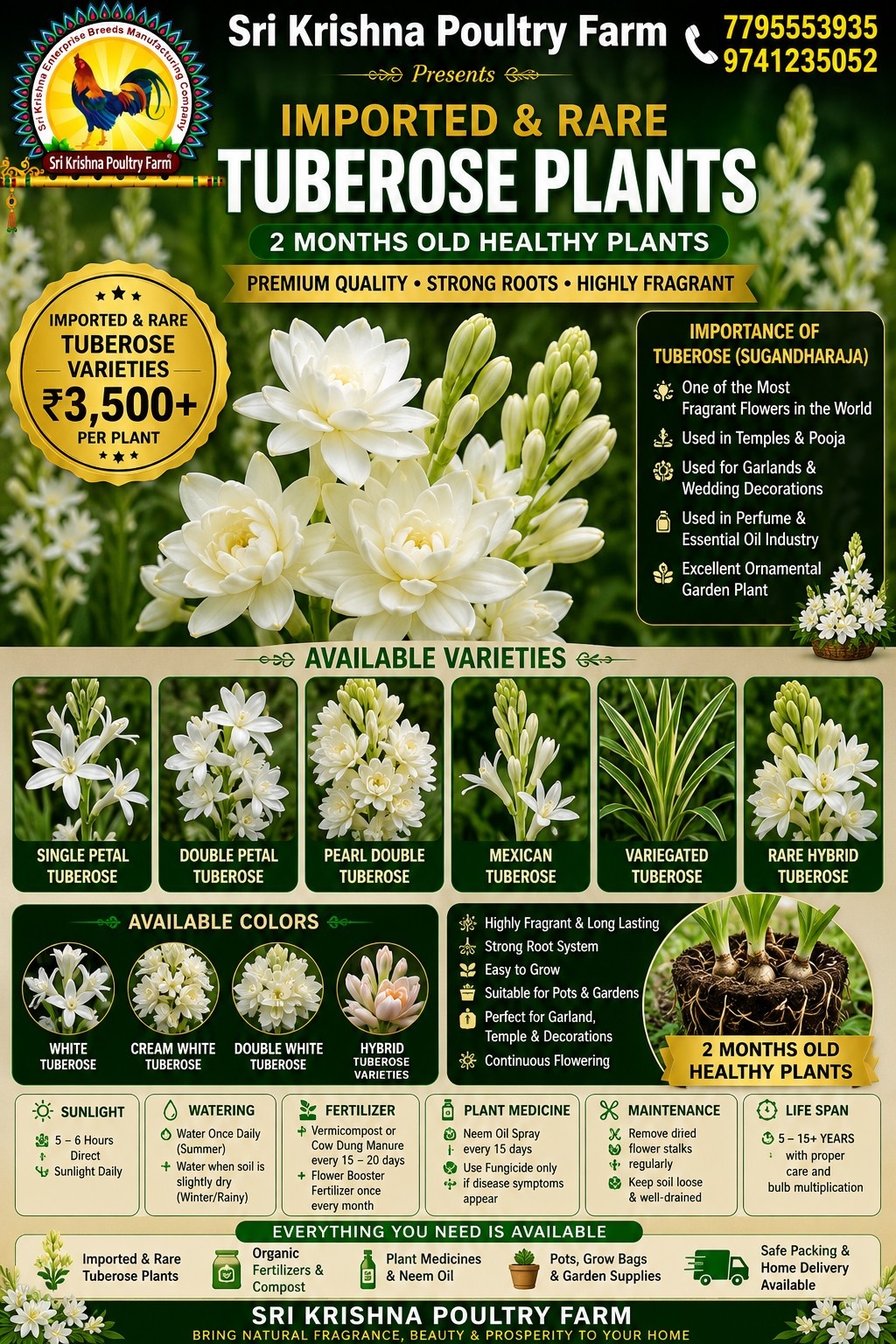Tuberose