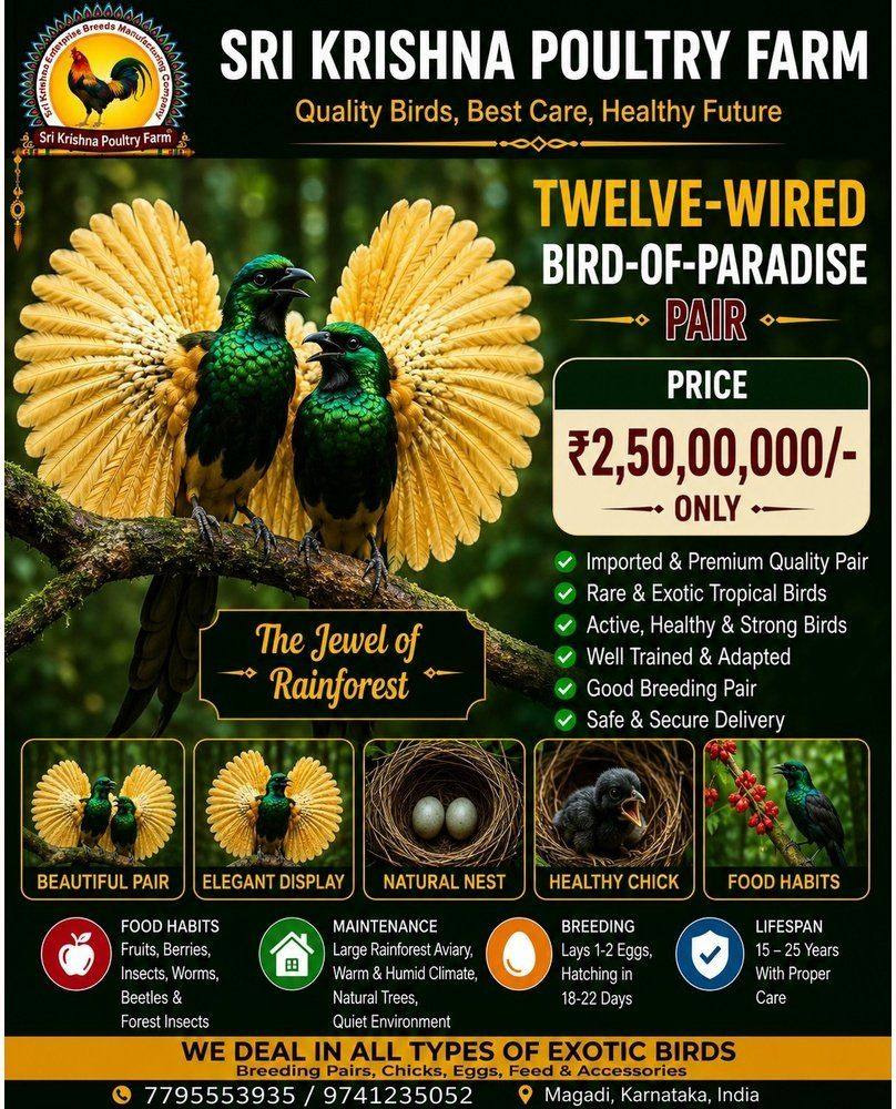 Twelve-wired Bird-of-Paradise