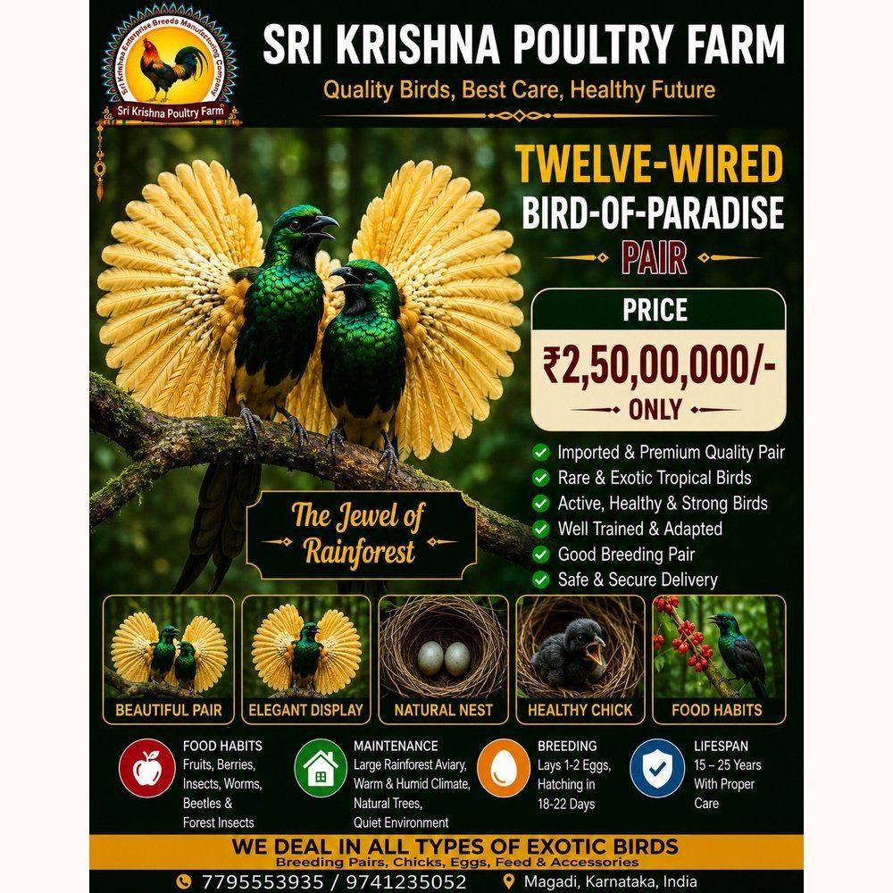 Twelve-wired Bird-of-Paradise