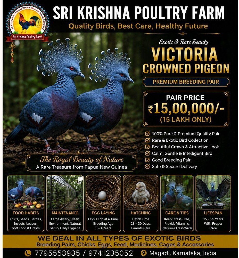 Victoria Crowned Pigeon
