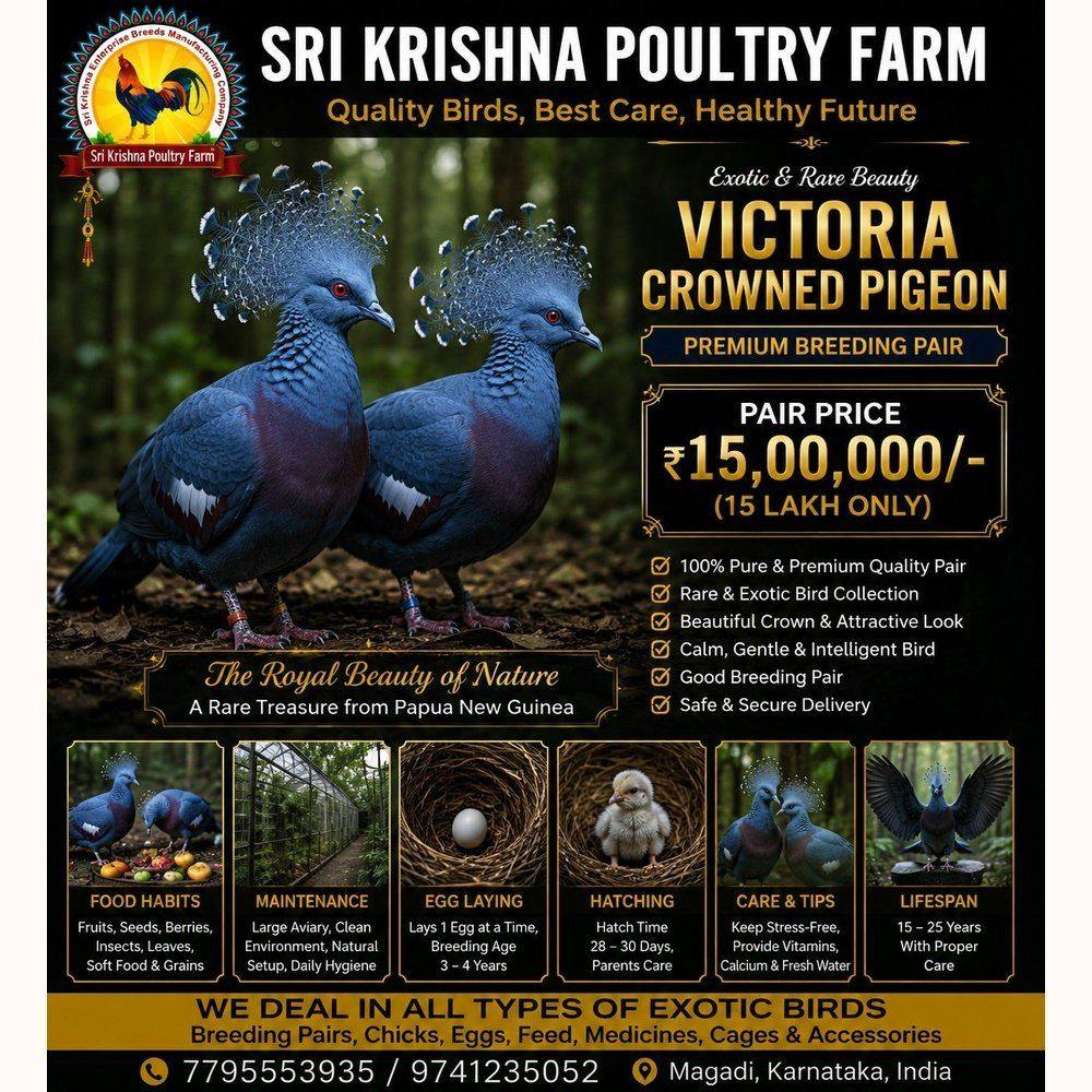 Victoria Crowned Pigeon