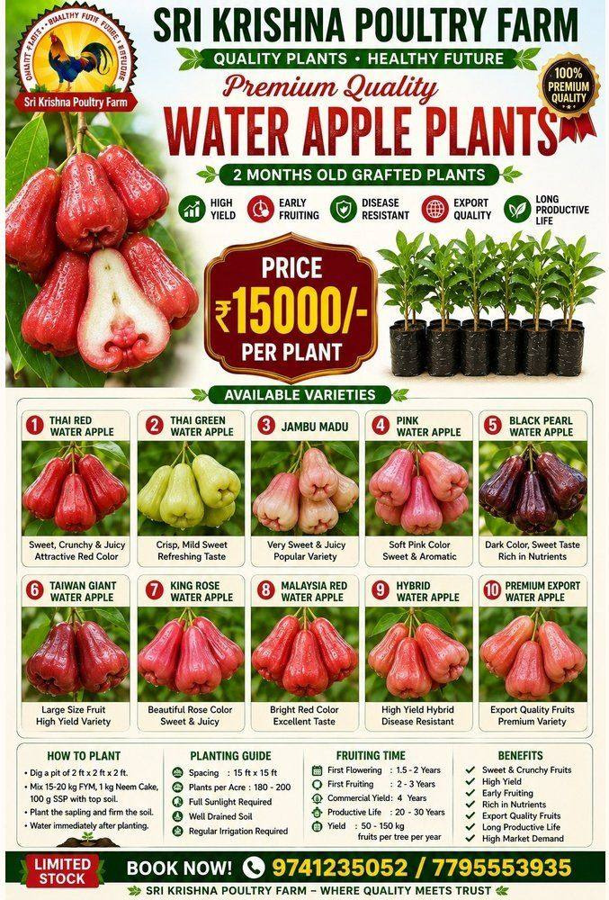 Water Apple Plants