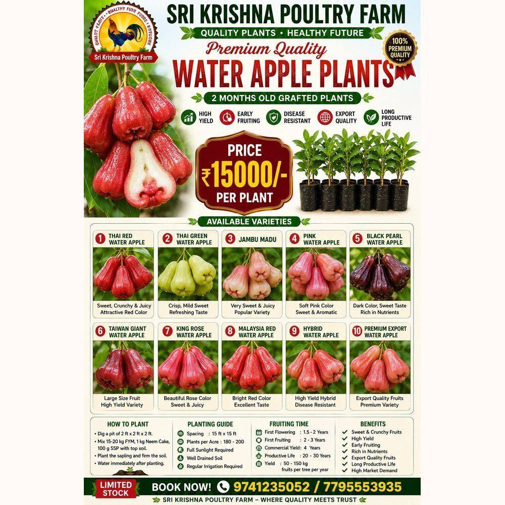 Water Apple Plants