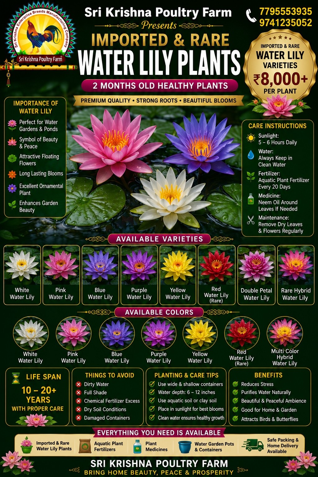 Water Lily