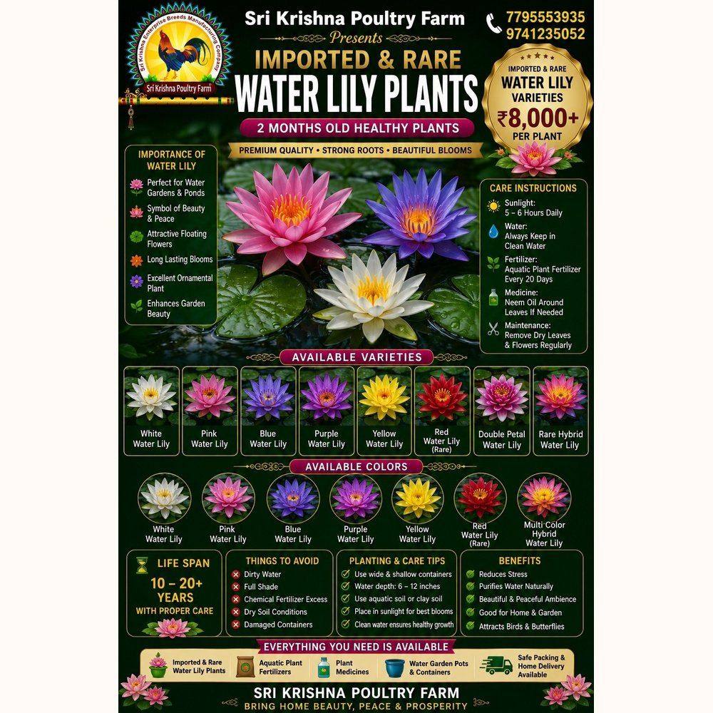 Water Lily