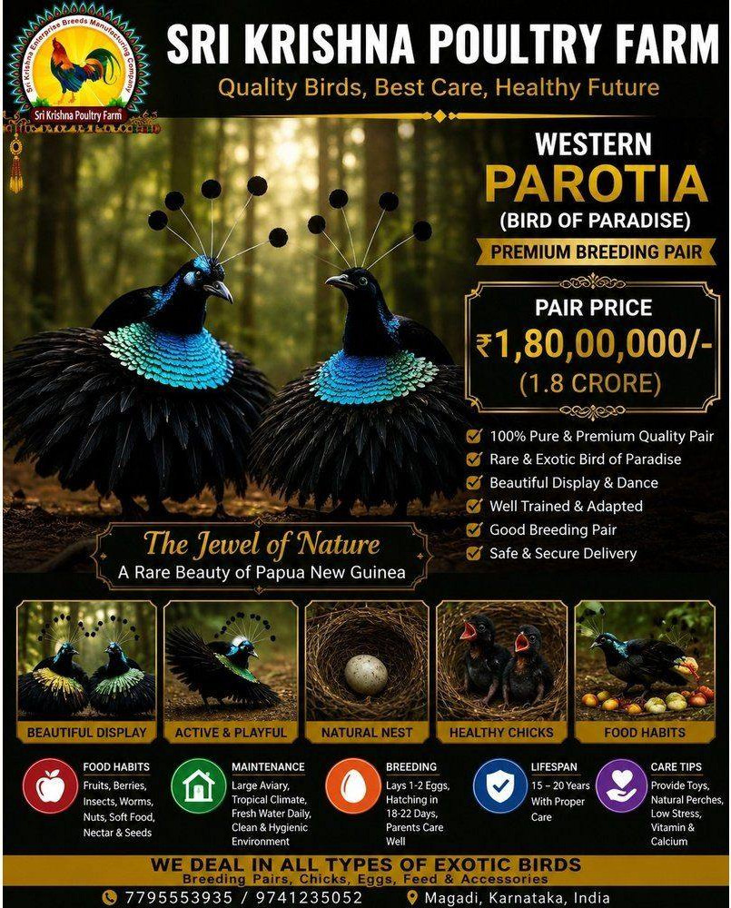 Western Parotia
