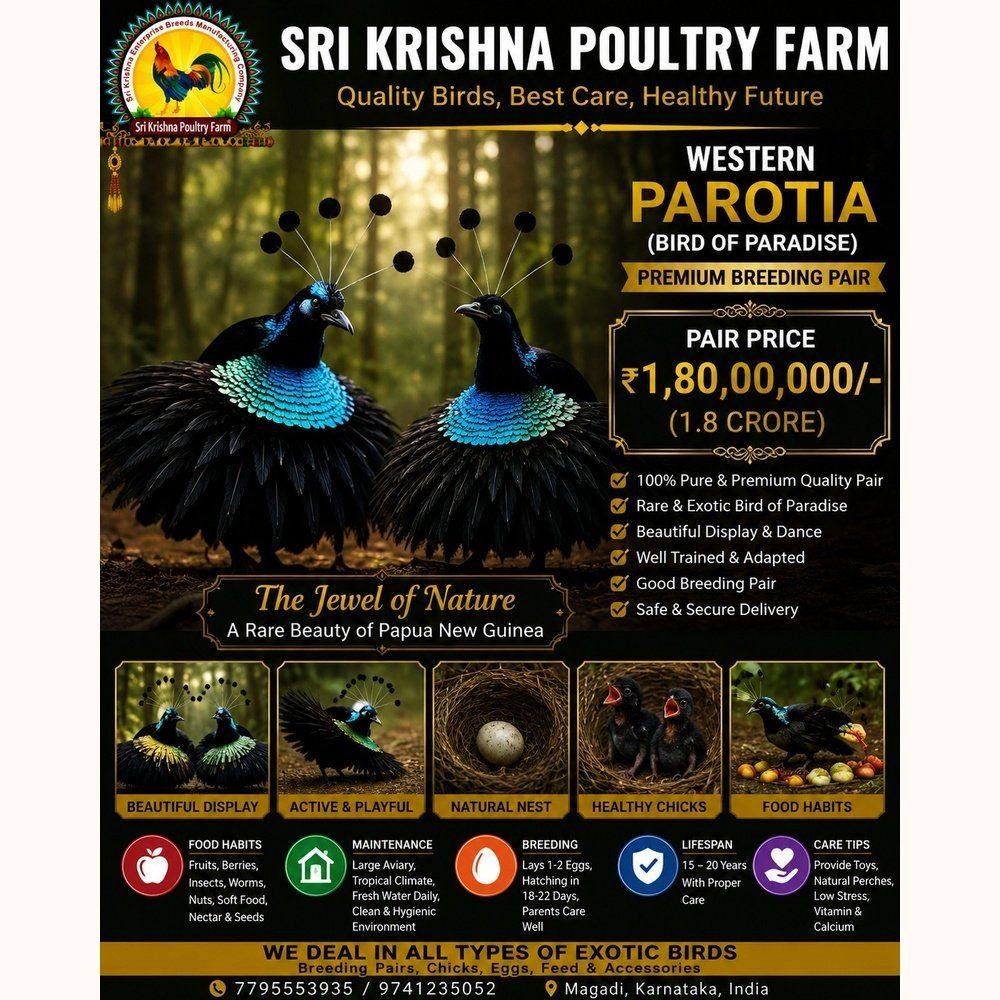 Western Parotia
