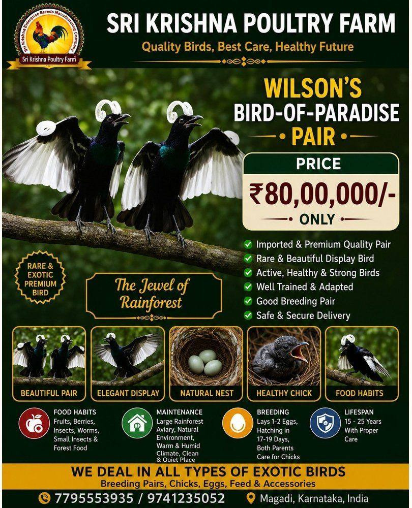 Wilson’s Bird-of-Paradise
