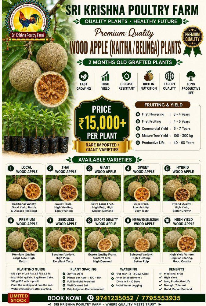 Wood Apple plants