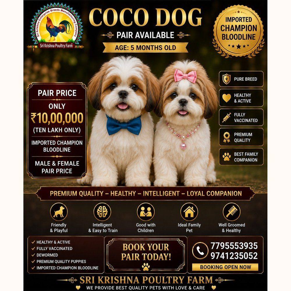 coco dog