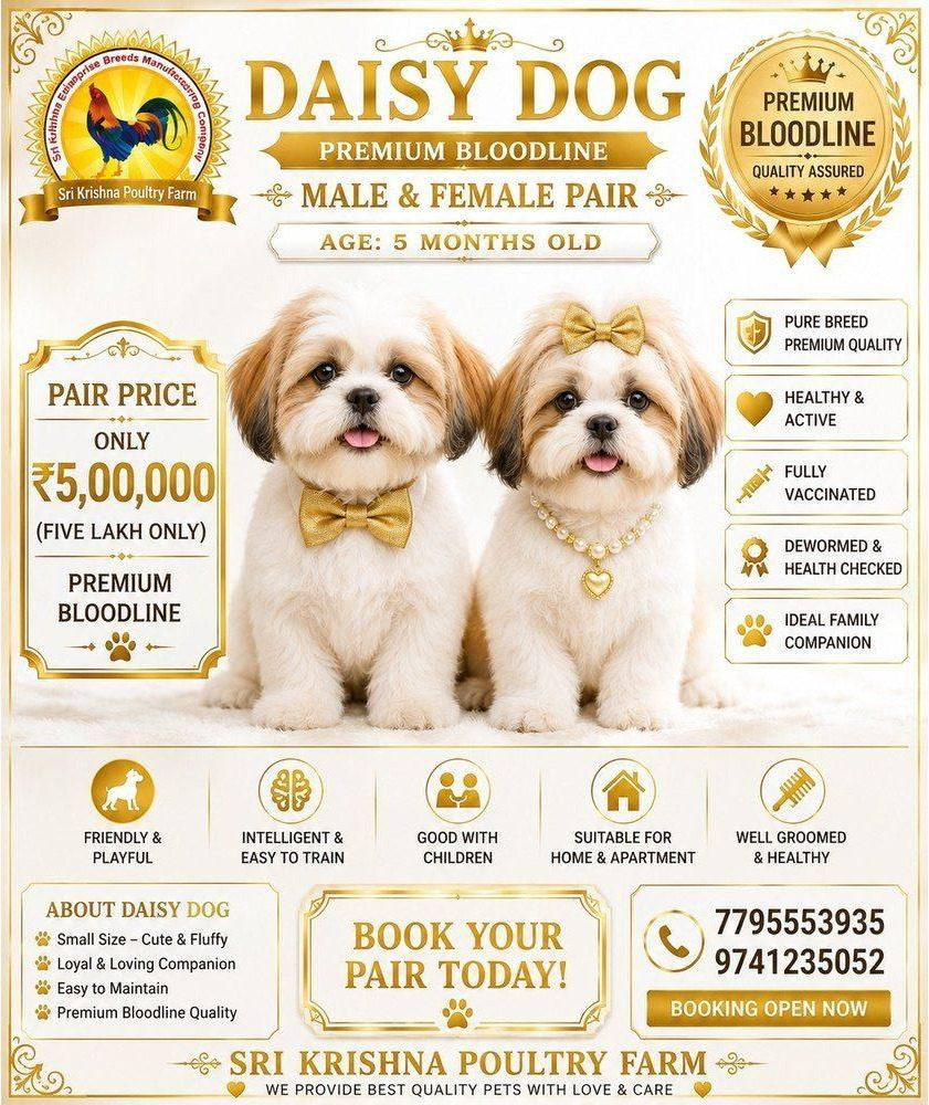 daisy dog