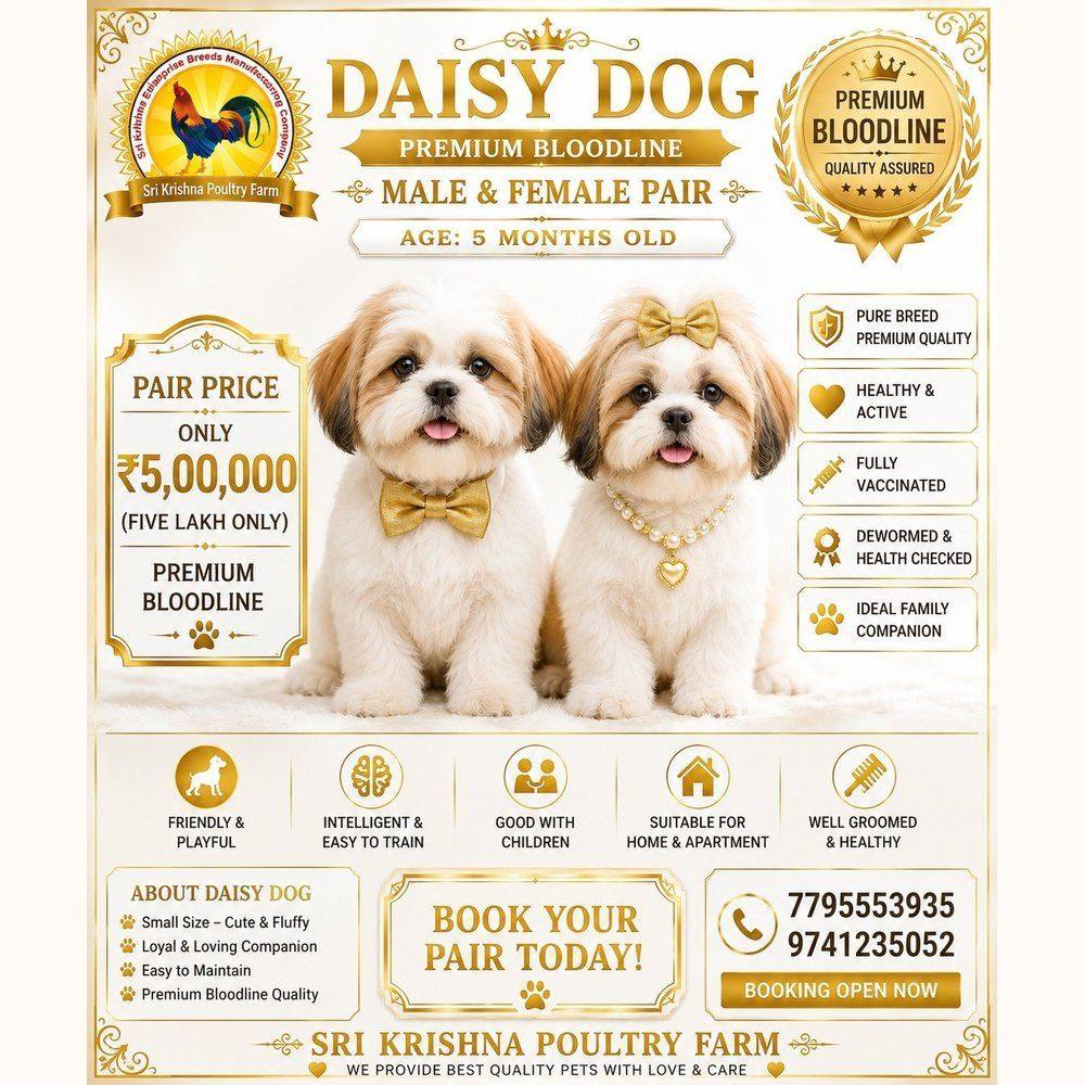 daisy dog