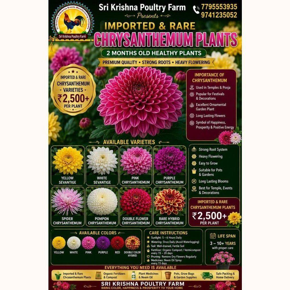 Chrysanthemum