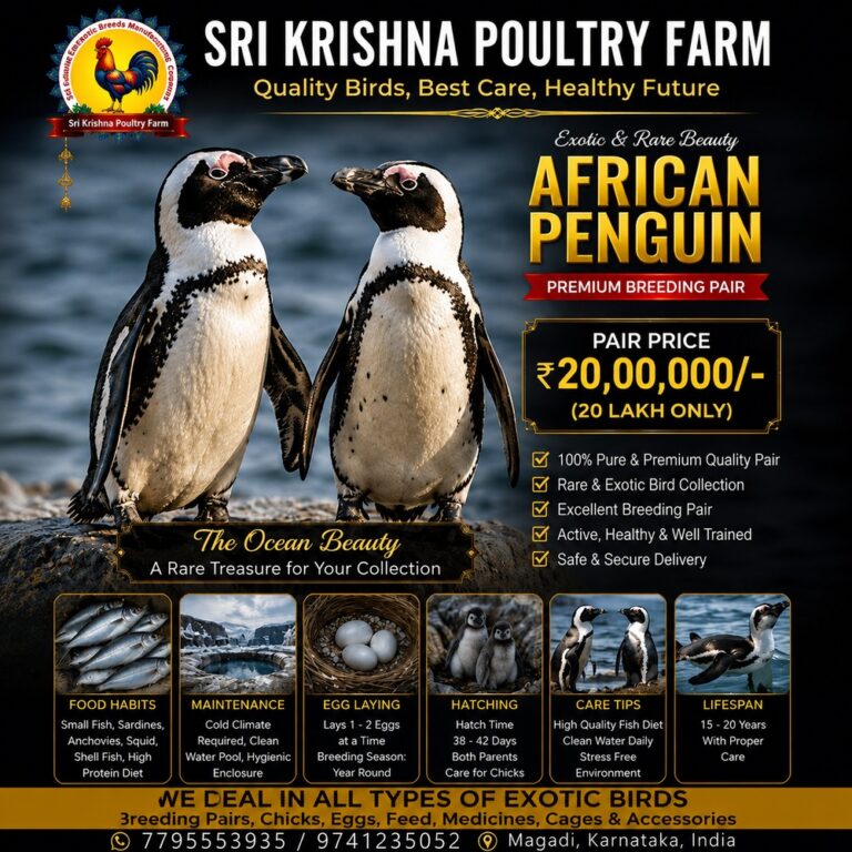 African Penguin