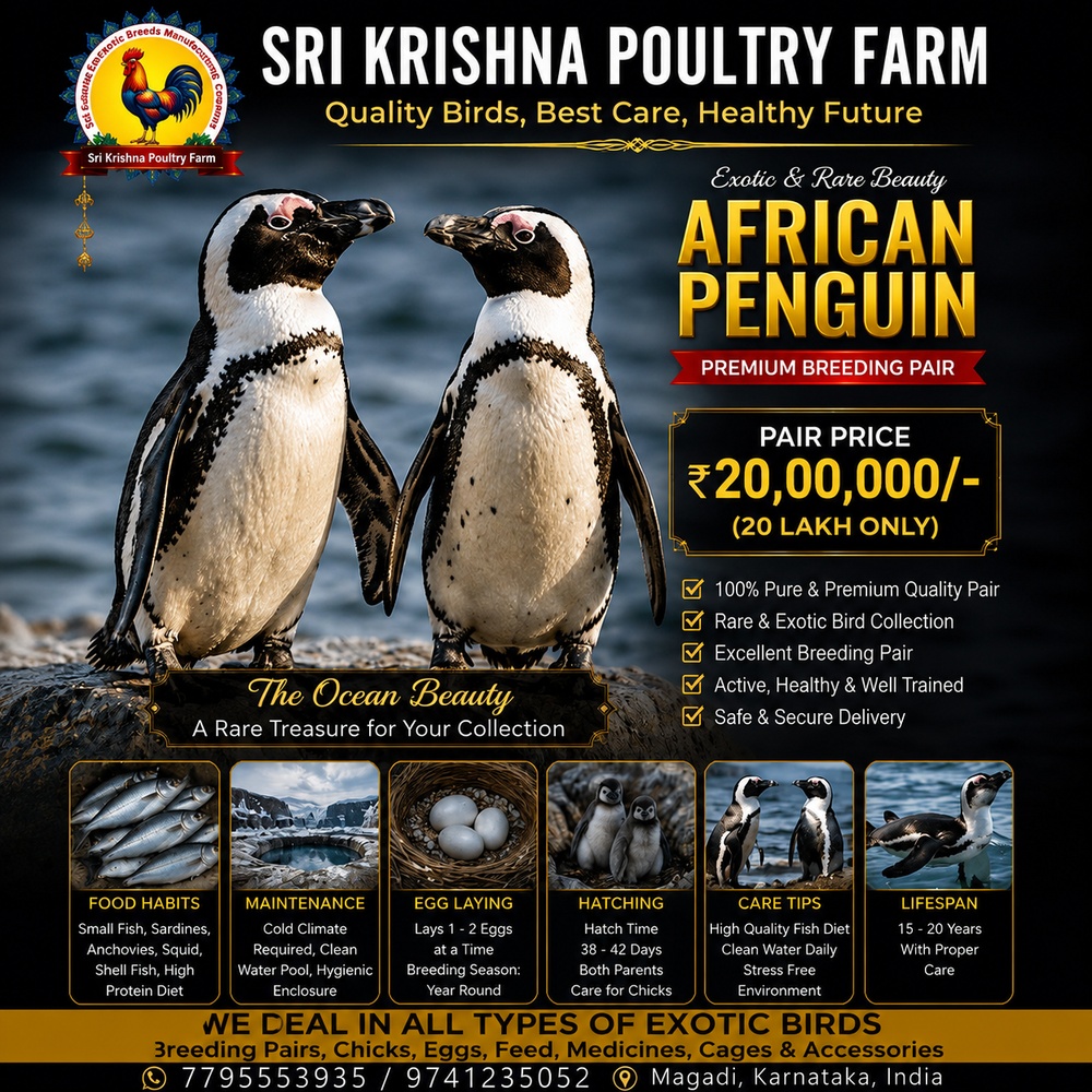 African Penguin